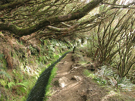 Le long d'une levada