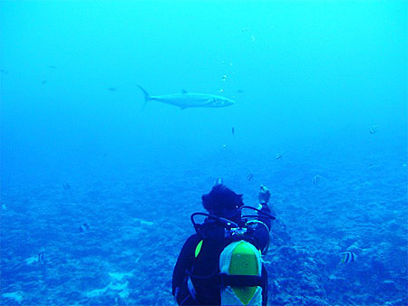 Baracuda