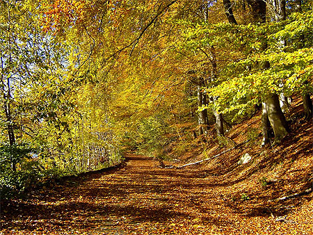 Couleurs d'automne � Halden