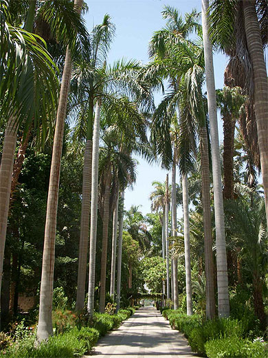Jardin Botanique d'Assouan