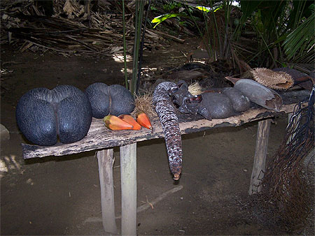 Coco de mer