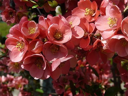 Fleurs