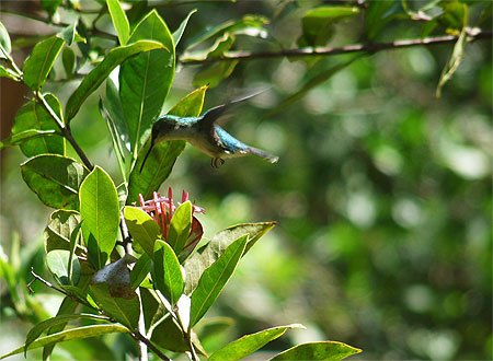 Colibri