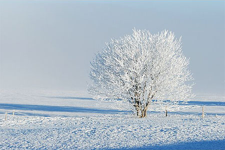 Arbre givr�