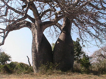 Les siamois