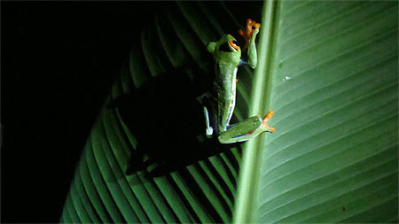 Agalychnis Callidryas