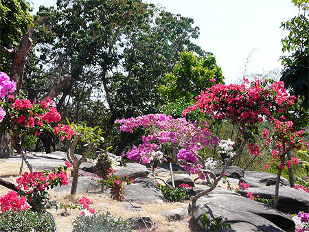 Bougainvilliers � Ko Phi Phi