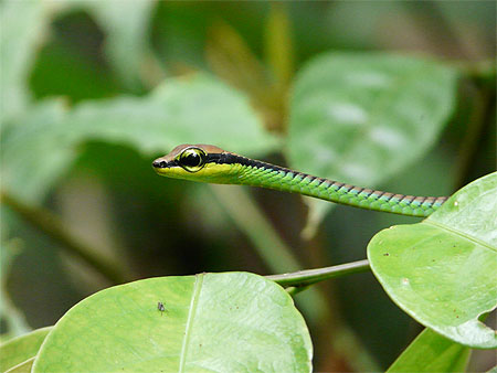 Serpent