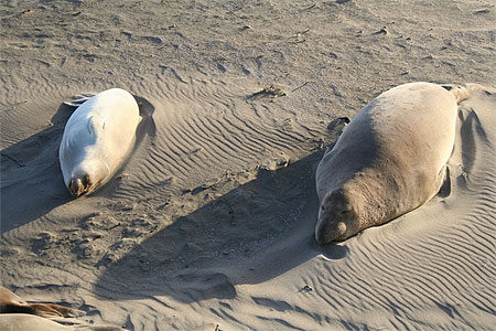 El�phant de mer � San Simeon