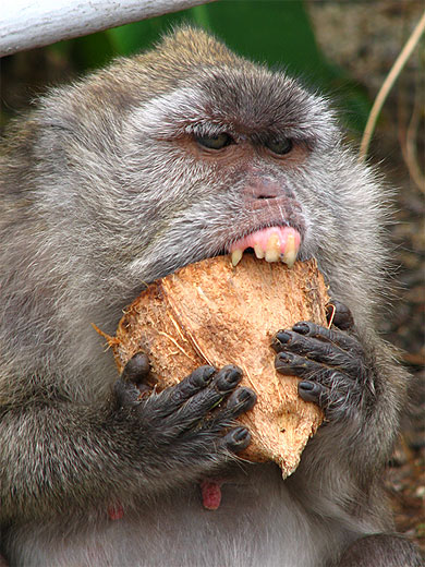 Singe � Grand Bassin