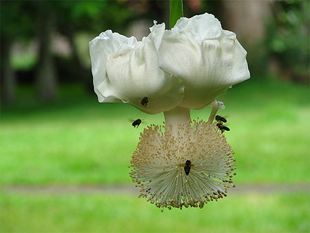 Fleur de Baobab