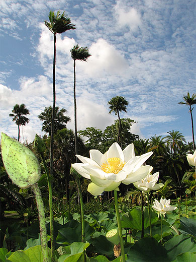 Jardin de Pamplemousses