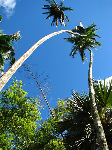 Jardin de Pamplemousses
