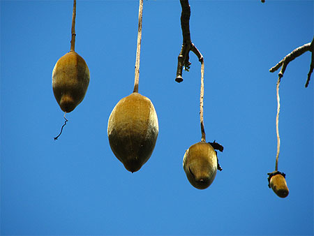Baobab au Jardin de Pamplemousses