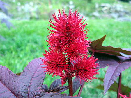 Jardin Botanique, M�rida