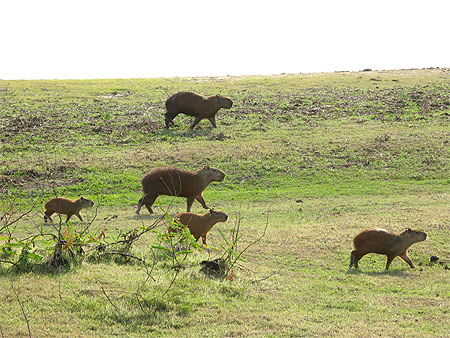 Capybara
