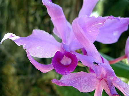 Orchid�e de Canaima