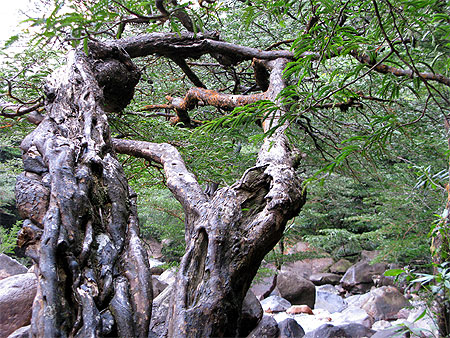 Flore au pied du Salto Angel