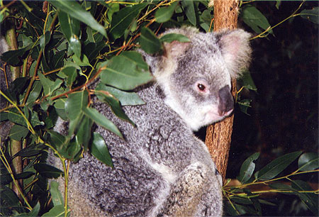 Koala