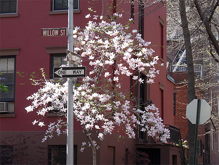 Printemps dans Brooklyn