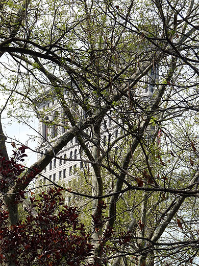 Le Flatiron Building vu de Madison Square Park