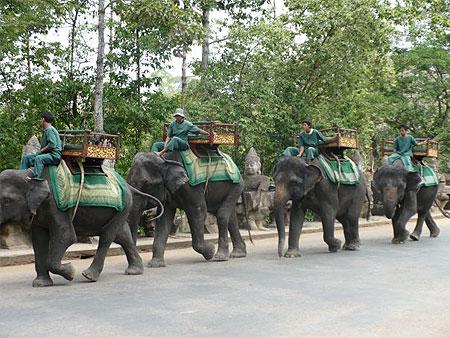 Convoi d'�l�phants