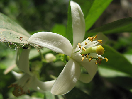 Fleur de Citronnier