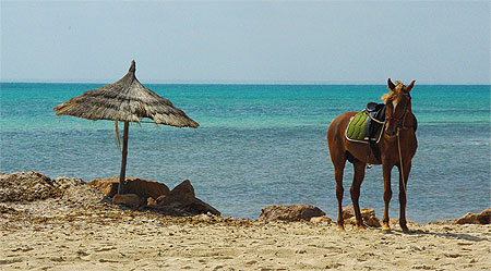 Le cheval sur fond de mer