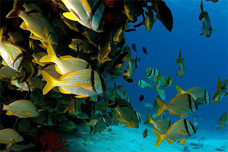 Poisson de Tulum