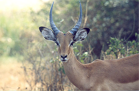 Impala