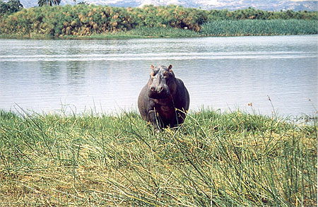 Hippopotame (un peu...) f�ch�