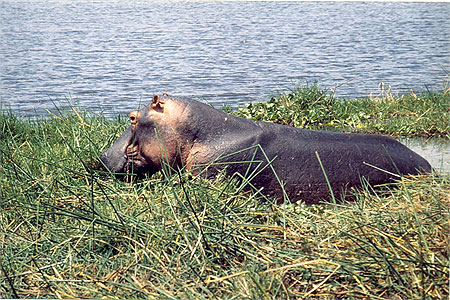 Hippopotame faisant la sieste