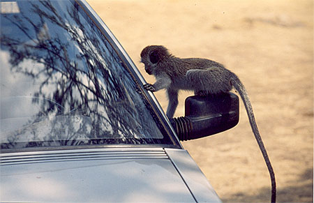 Petit curieux!