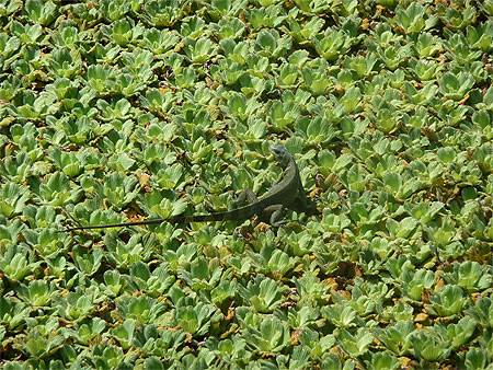 Iguane