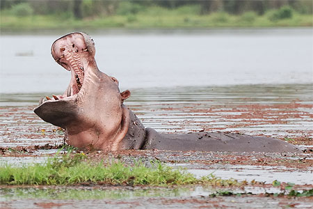 Hippopotame � Bala