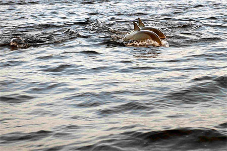 Dauphins