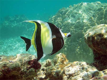 Poisson cochet.....