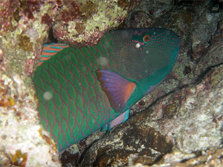 Poisson perroquet.