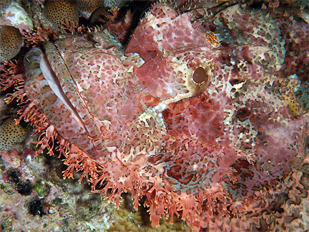 Poisson pierre.