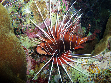 Poisson Laffe porc-�pic.