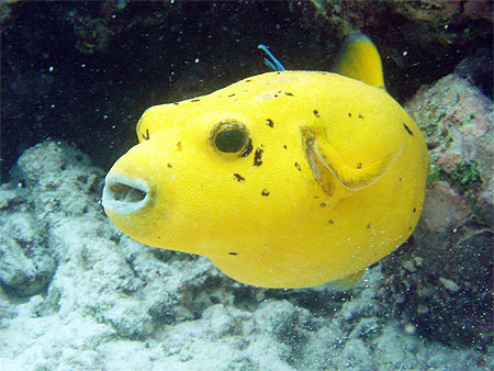 Poisson ballon.