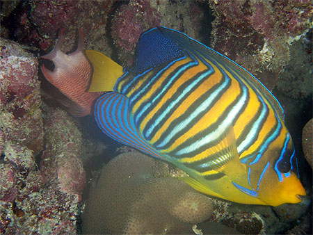 Poisson demoiselle ange royal.