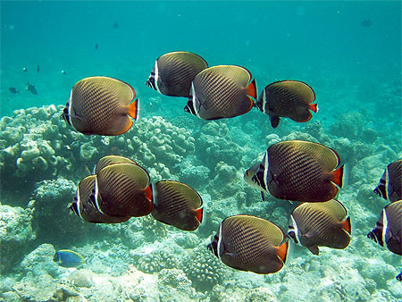 Un banc de poisson.