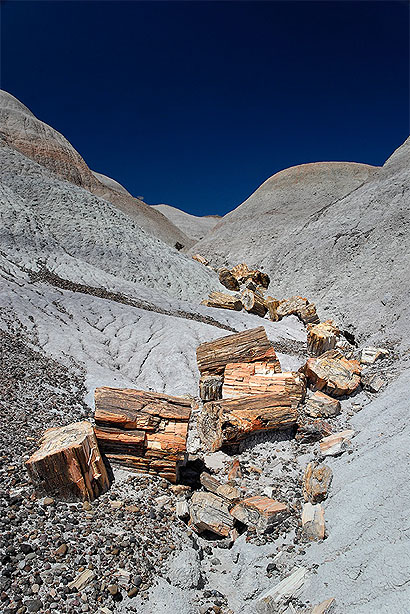 Petrified Forest