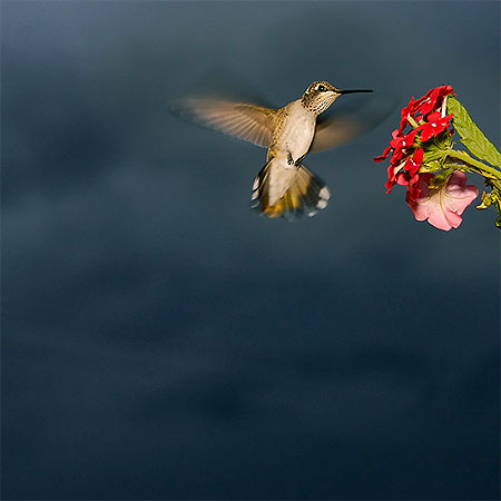 Colibri