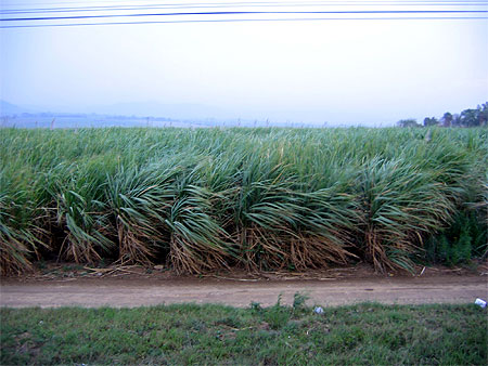 De la canne � sucre � profusion....