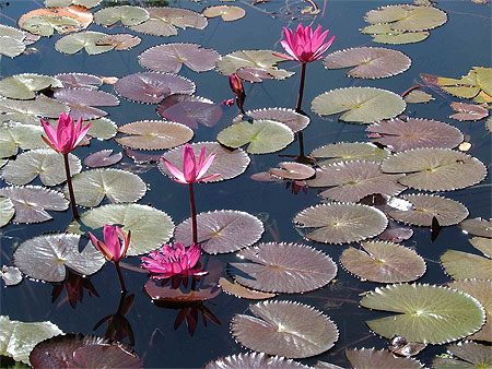 Waterlillies, Kandy Botanical Gardens