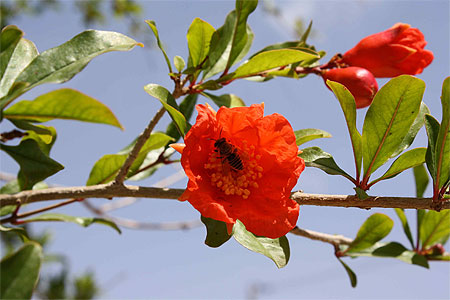 Pollinisation des grenadiers
