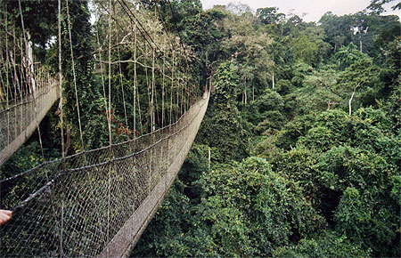 Pont de singe � Kakum forest