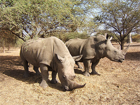 Rhinof�roces